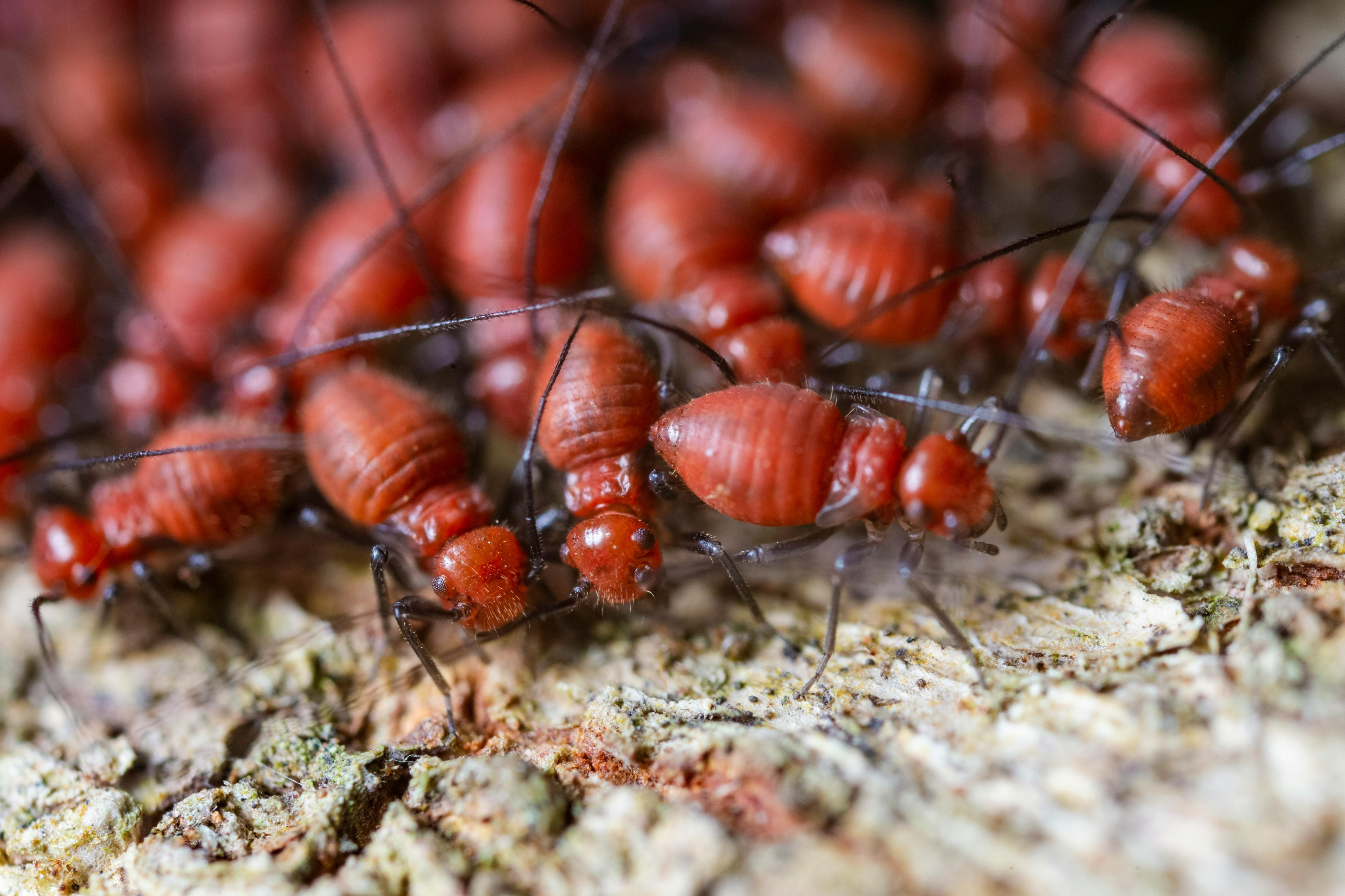  Termite